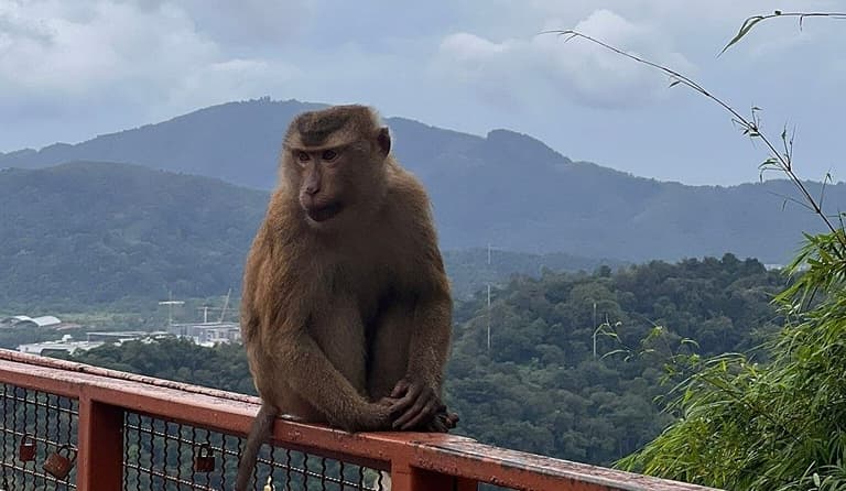 Monkey Hill Viewpoint, Phuket: Enjoy Scenic Views And Friendly Monkeys ...