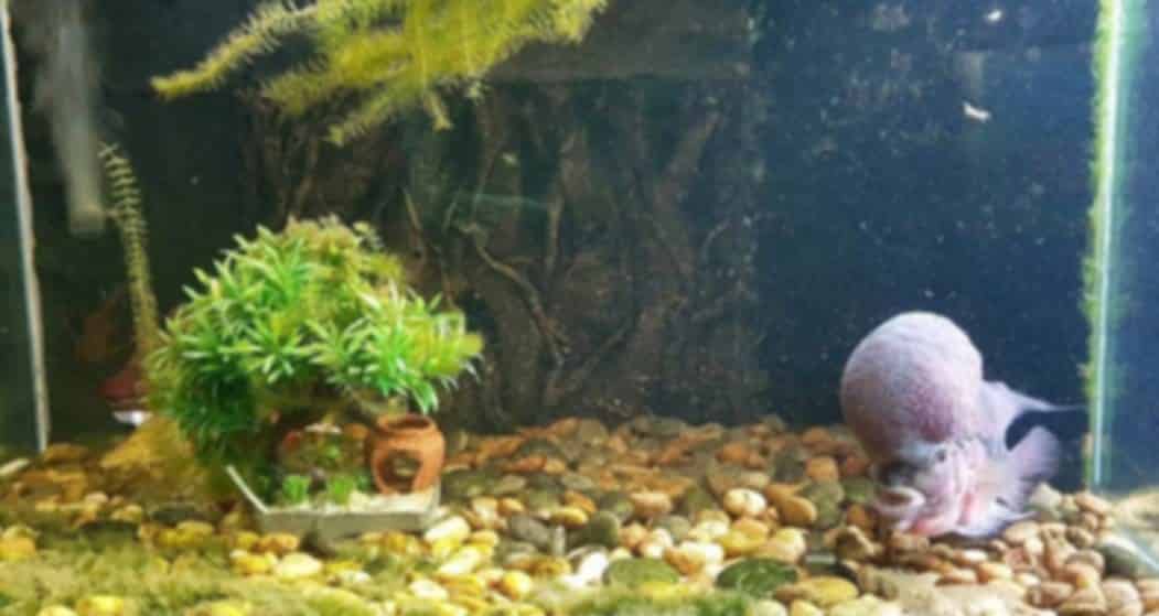 Monster Aquarium Pattaya 2026: Complete Visitor Guide