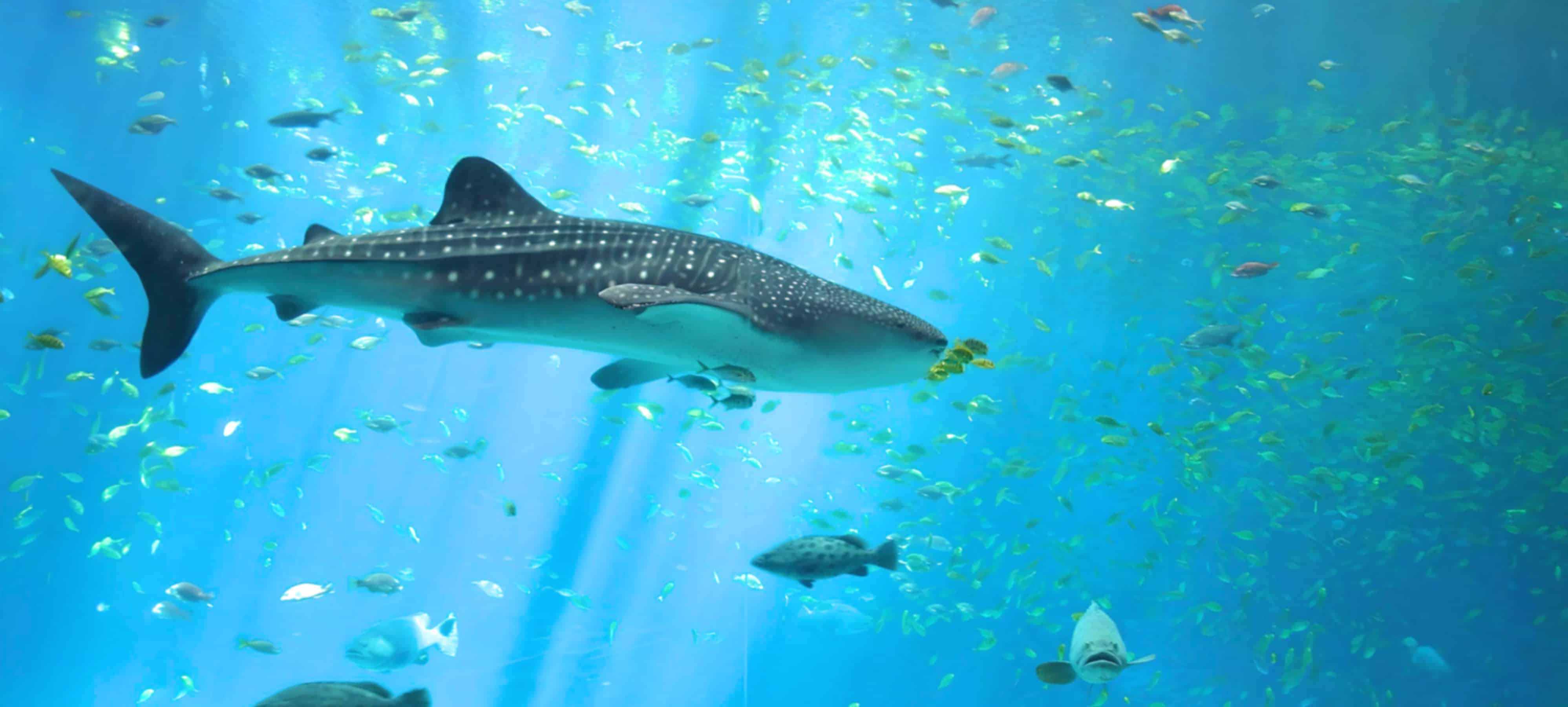 Dubai Aquarium & Underwater Zoo: The Ocean World Inside Dubai Mall