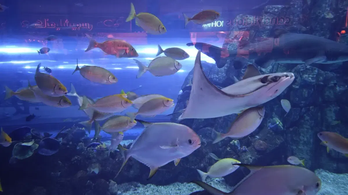 Aquarium and underwater zoo