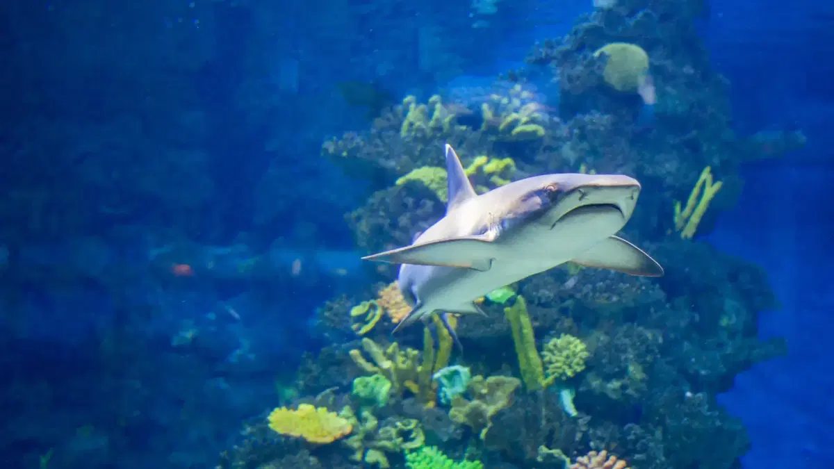 Aquarium in dubai