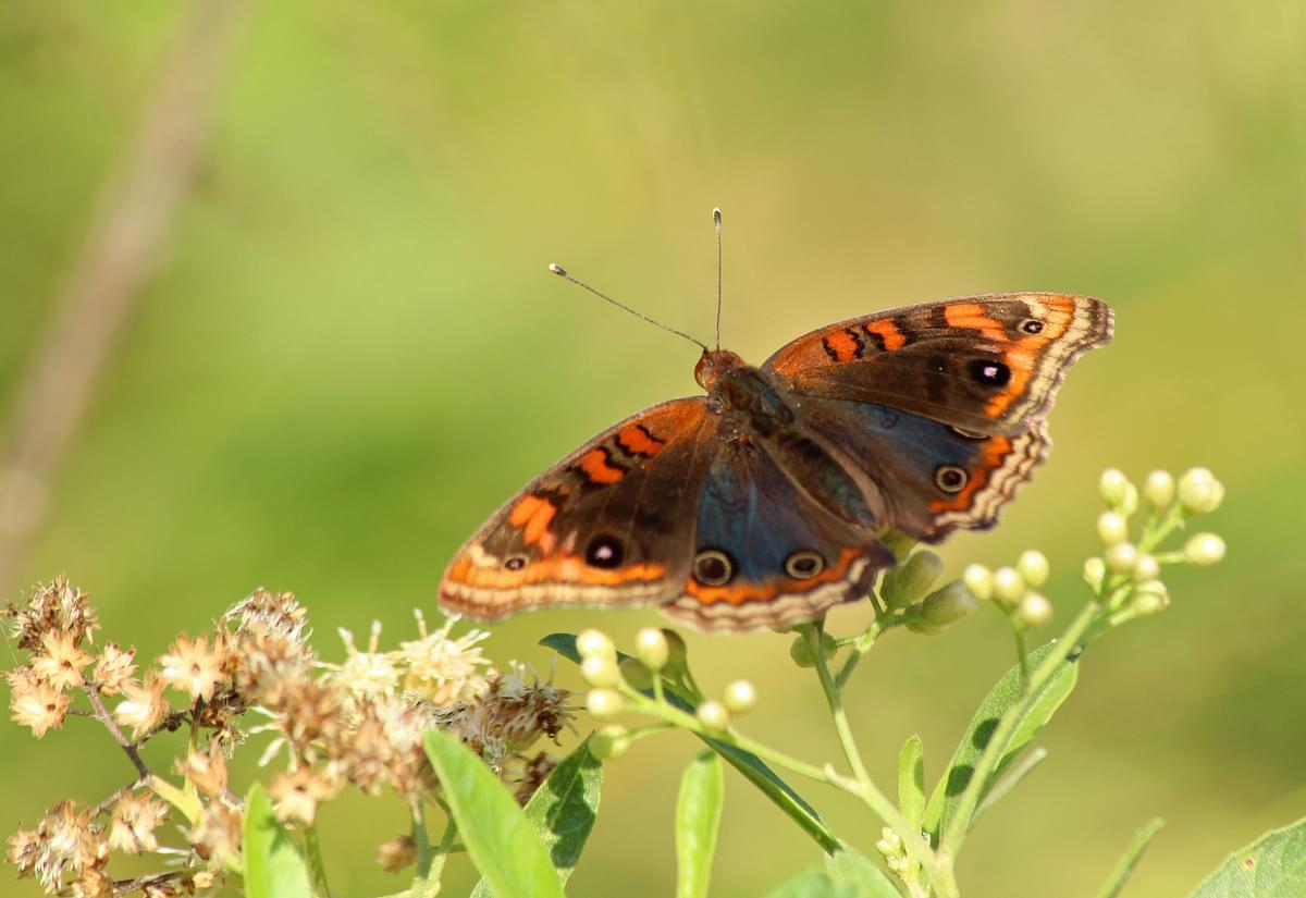 bali-butterfly-park.jpg