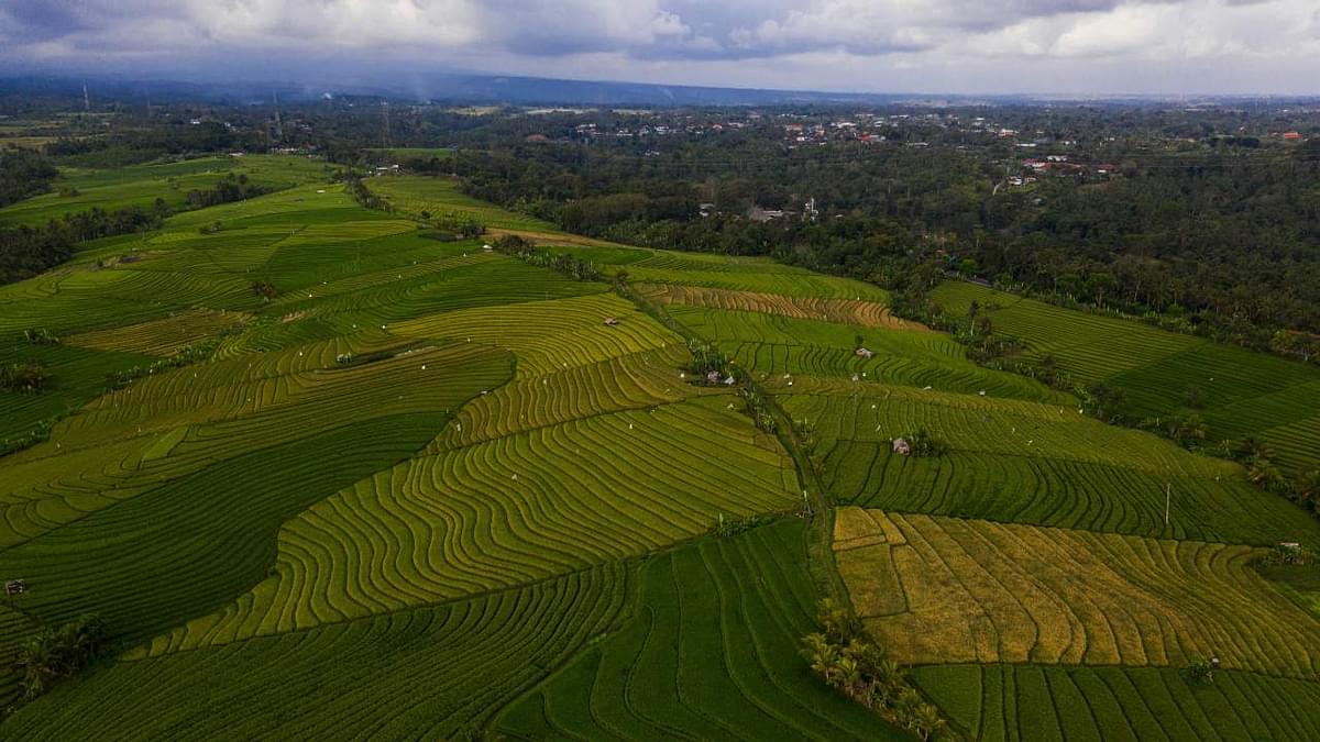 rice fields in bali