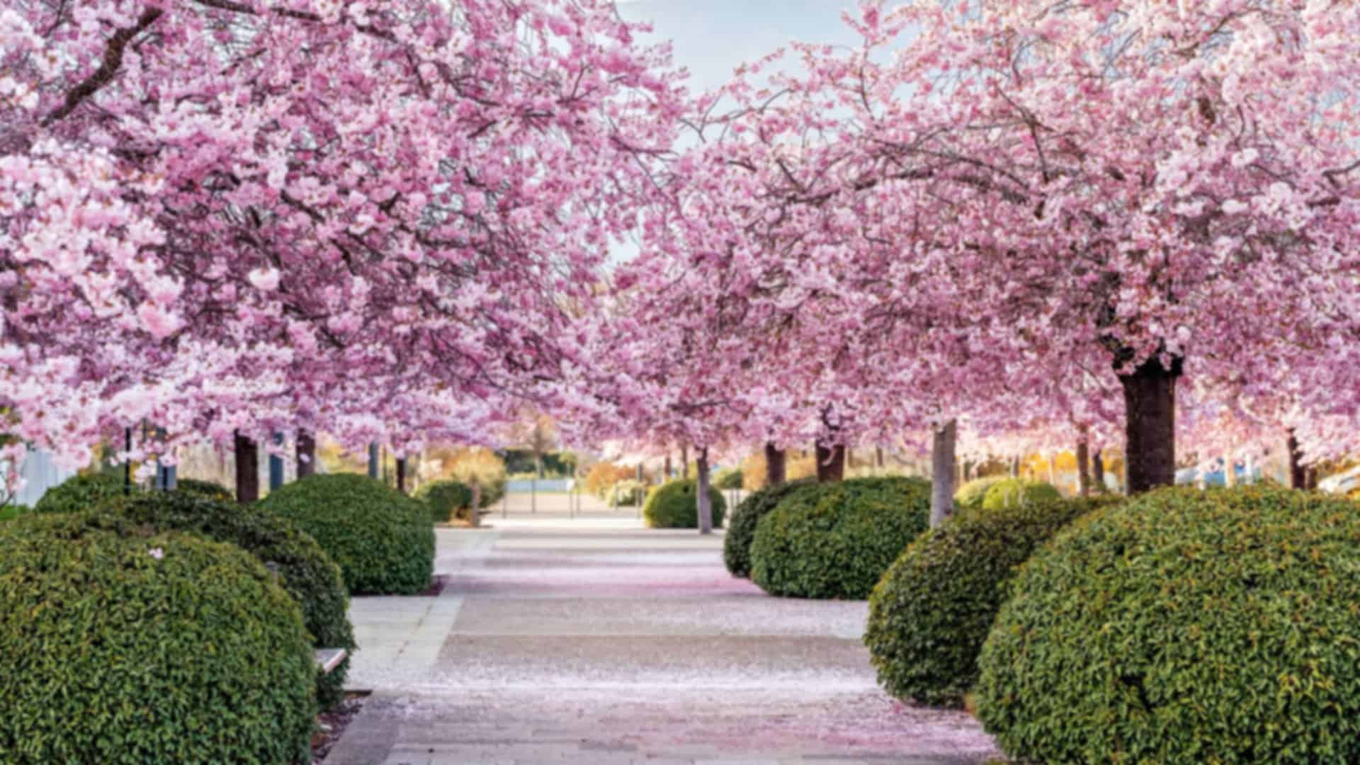 Best Time to Visit Japan