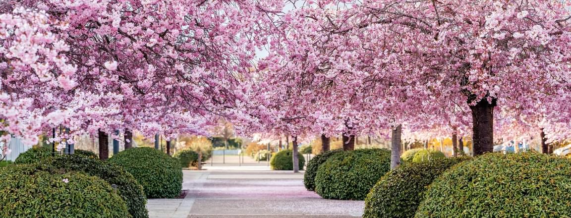 Best time to visit Japan