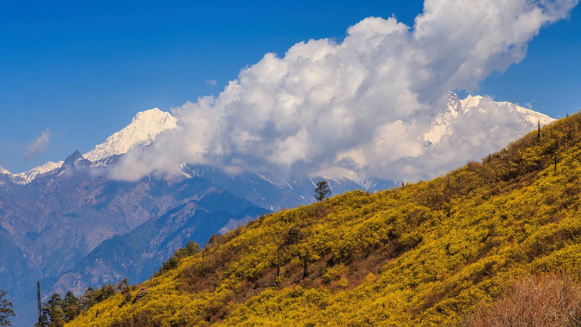 best time to visit thimphu