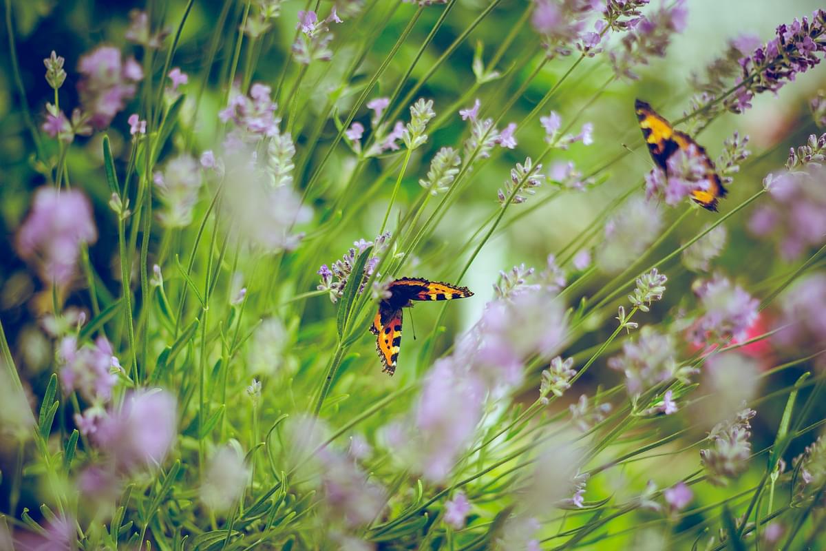 butterfly-farm