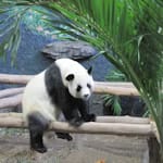 Chiang Mai Zoo