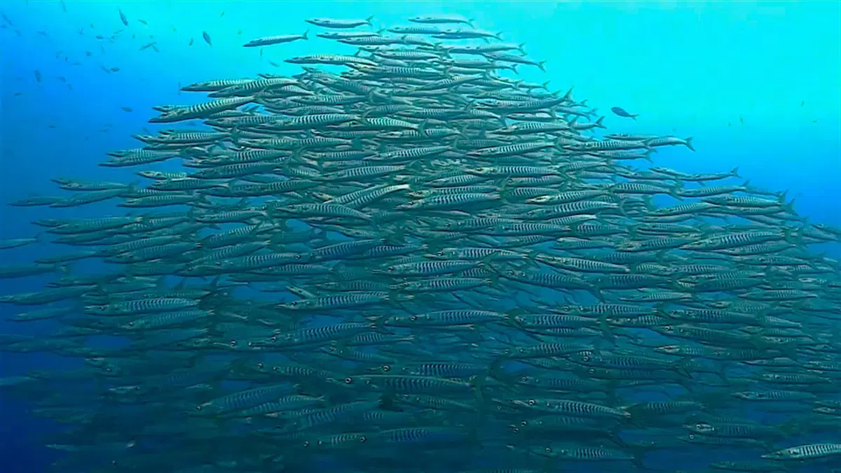 chumphon pinnacle