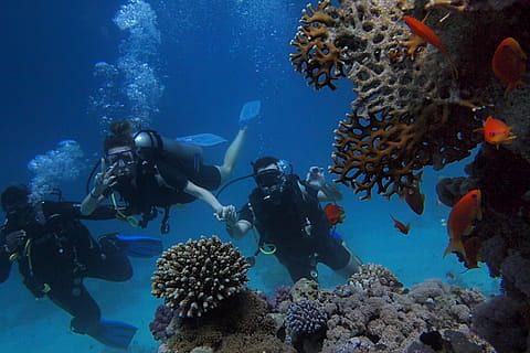 Corals Deep Sea Divers