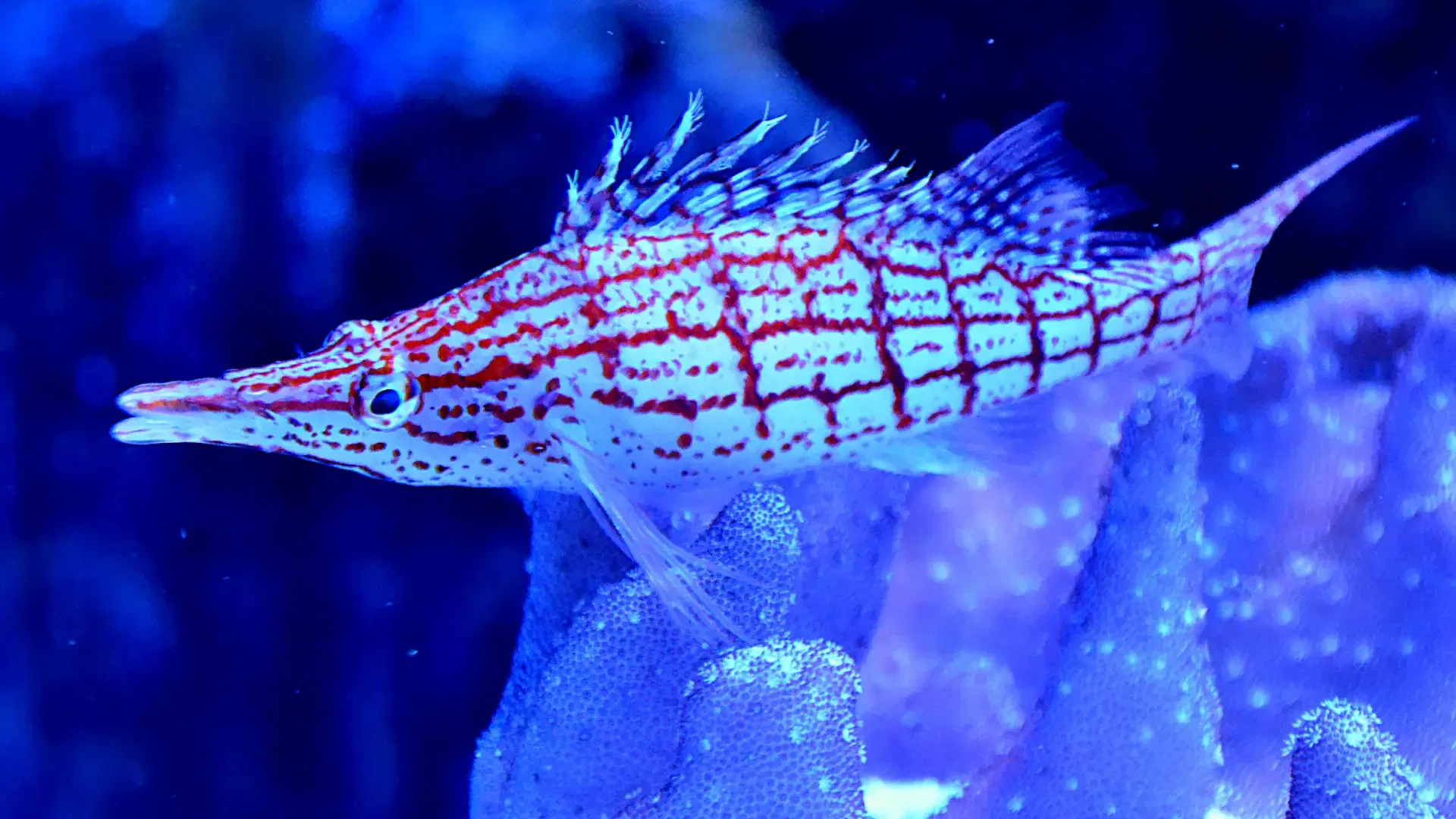 Dubai Aquarium Underwater Zoo