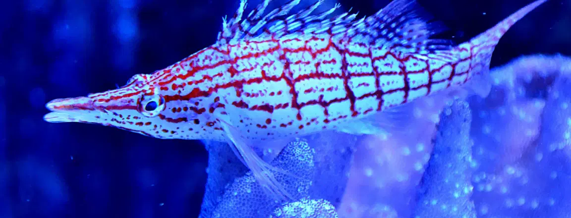 Dubai Aquarium Underwater Zoo