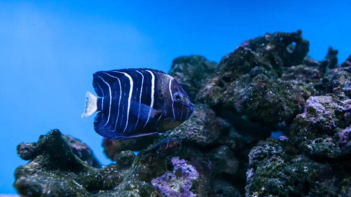 Dubai aquarium and underwater zoo