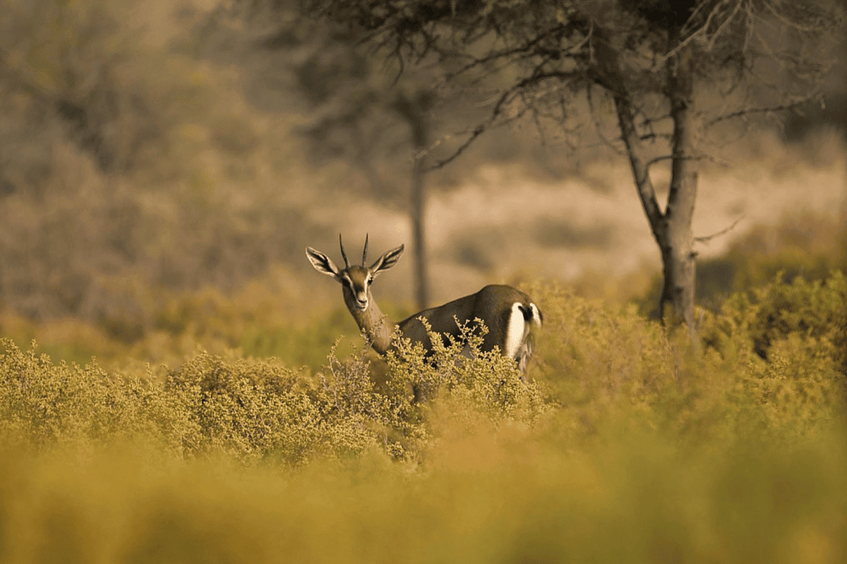 Dubai National Park