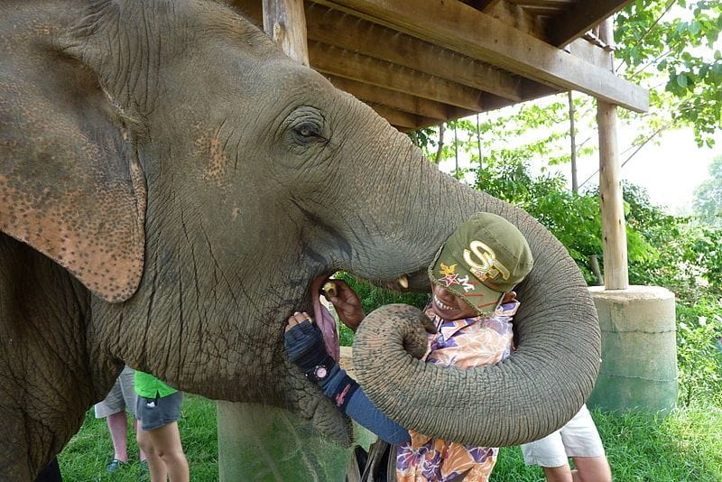 Chiang Mai Elephant Nature Park