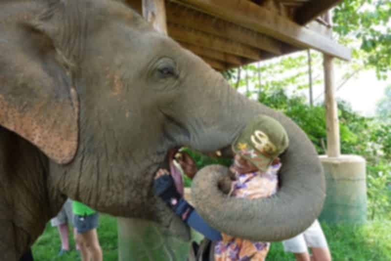 Elephant Nature Park Chiang Mai 2026: Complete Visitor Guide, Ticket Prices & Best Tours