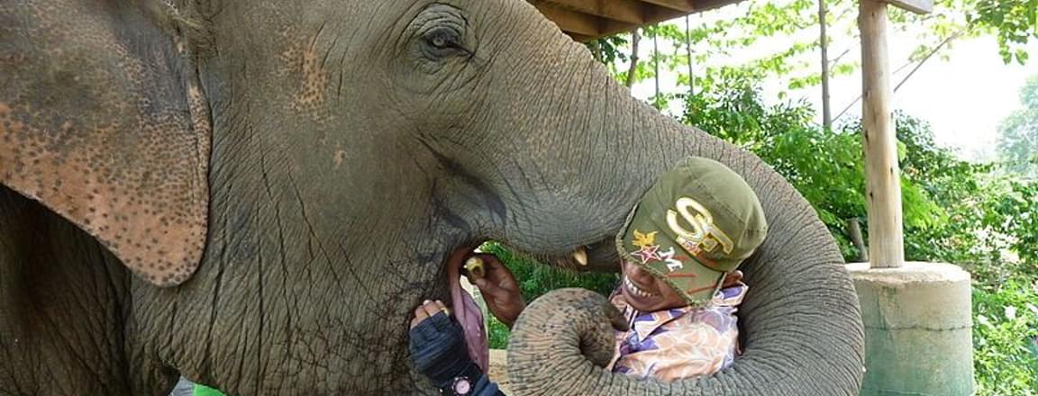 Chiang Mai Elephant Nature Park