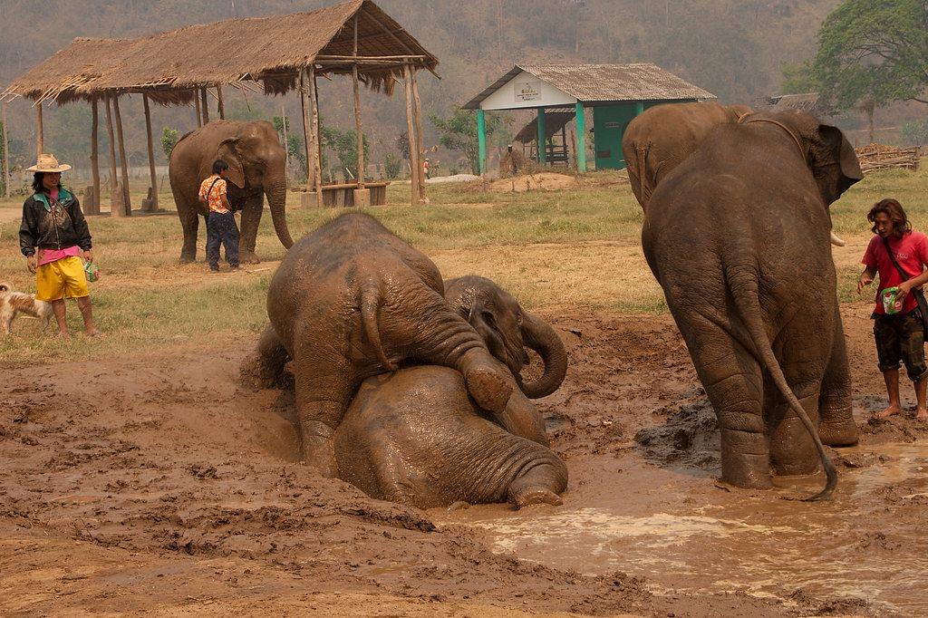 Elephants in Chiang Mai