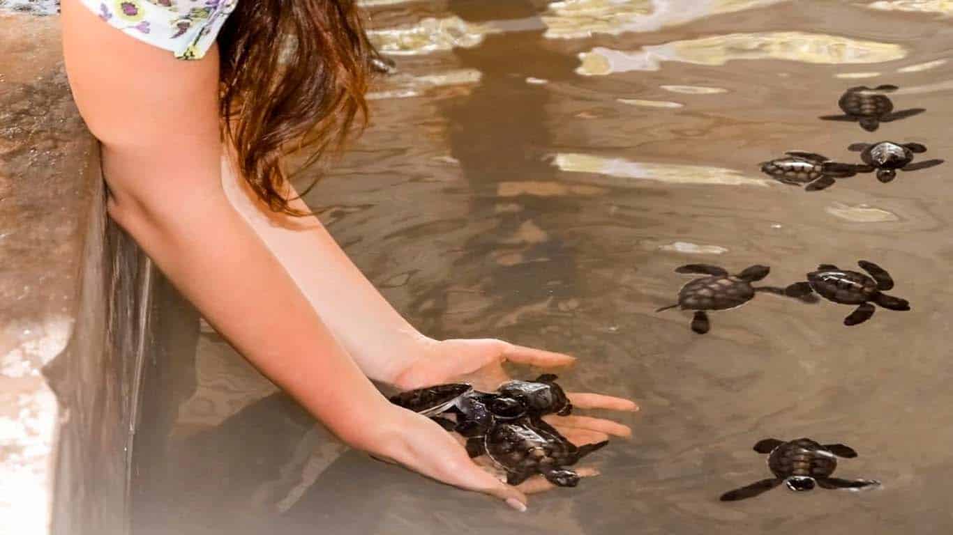 Bentota Day Tour -  Madhu River Ride, Turtle Hatchery and Water Sports