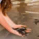 Bentota Day Tour - Madhu River Ride, Turtle Hatchery and Water Sports