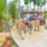 Pattaya-Tiger Park Smallest Tiger (Entry with Private Transfer) (Available for all ages.) - Enroute