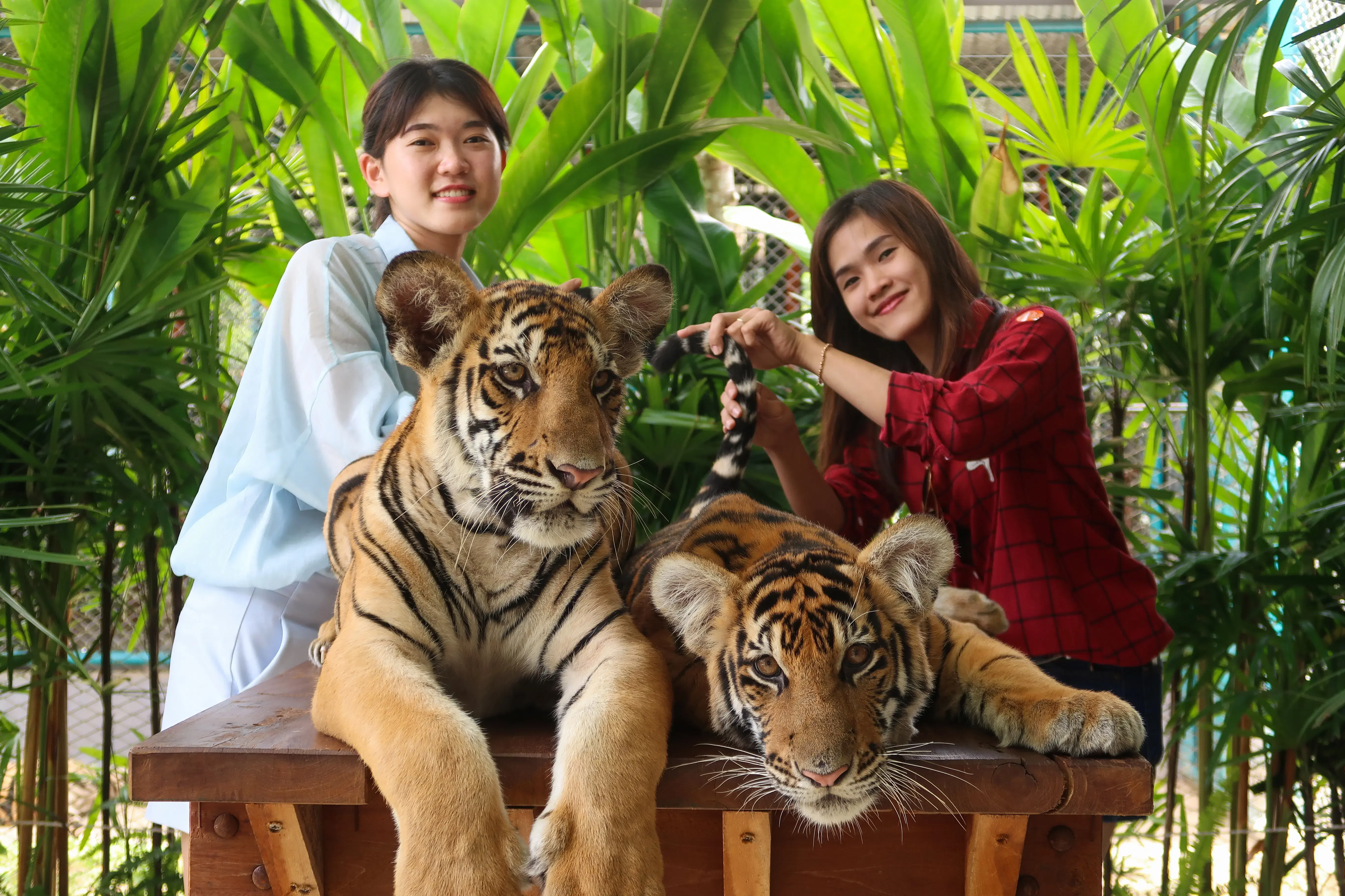 Pattaya - Mini Siam and Tiger park (Medium Tiger Ticket) Private transfers