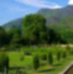 Srinagar Mughal Gardens and Heritage Experience