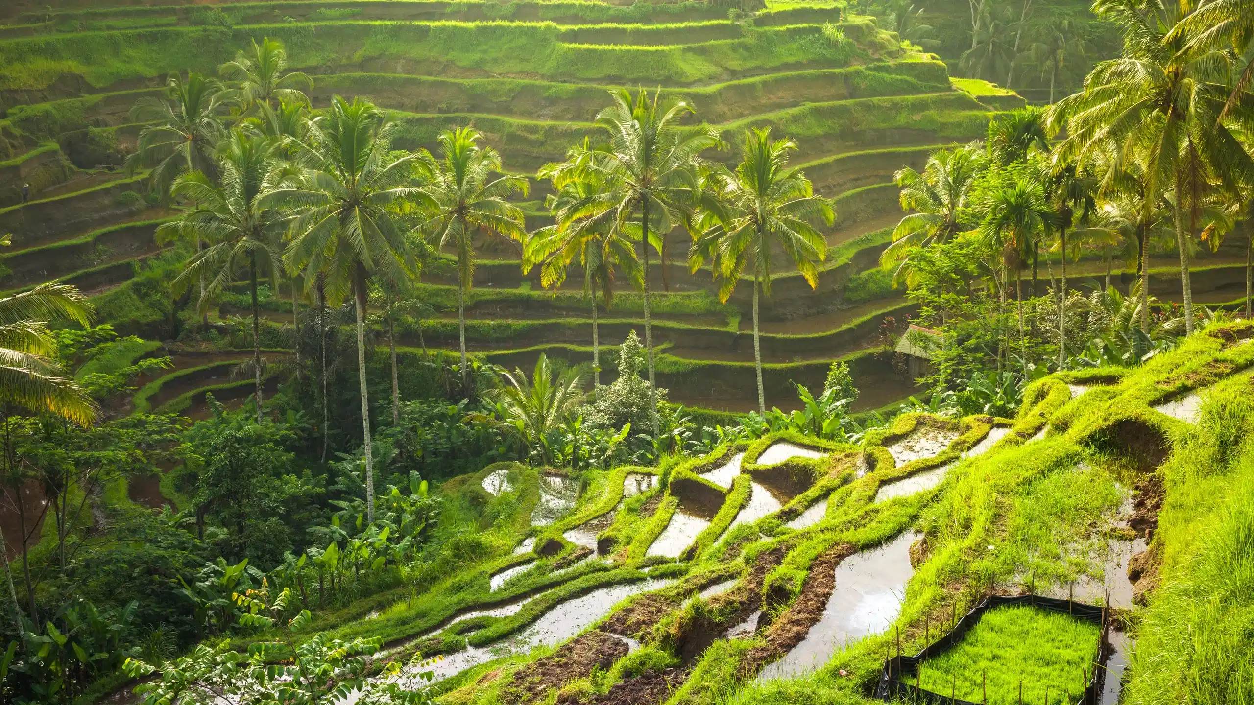 Guided Ubud Natural Attractions Tour: Bali Bird Park, Tegalalang Rice Terrace and Sacred Monkey Forest With Private Transfers