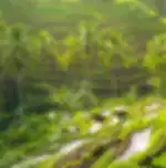 Guided Ubud Natural Attractions Tour: Bali Bird Park, Tegalalang Rice Terrace and Sacred Monkey Forest With Private Transfers