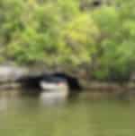 Half day Mangrove and eagle feeding by Boat in afternoon session (No lunch) with Private Transfers