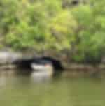 Half Day Mangrove And Eagle Feeding By Boat In Afternoon Session No Lunch With Private Transfers (Cenang/Tengah Beach And Town Hotel Only)