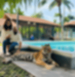 Pattaya-Tiger Park Big Tiger (Entry with Private Transfer) (Over 15 years. 160 cm+)