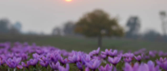 Day Trip to Pahalgam enroute : Saffron fields, Saffron market, Cricket bat factory and Apple orchards