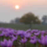 Day Trip to Pahalgam enroute : Saffron fields, Saffron market, Cricket bat factory and Apple orchards