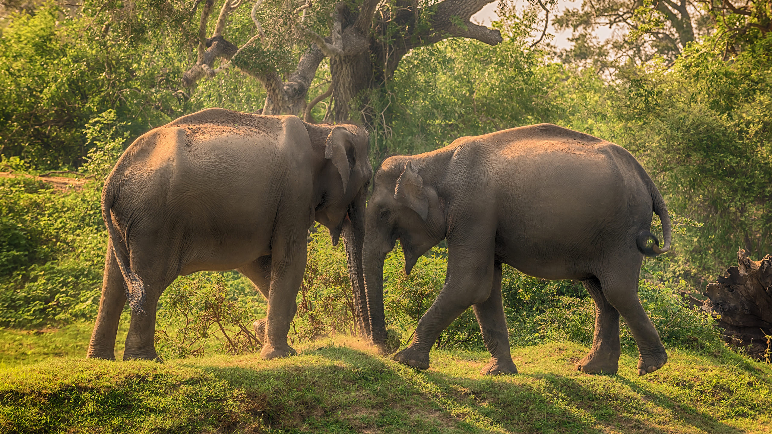 Yala National Park - with Entrance ticket and Safari ticket