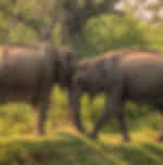 Yala National Park - with Entrance ticket and Safari ticket