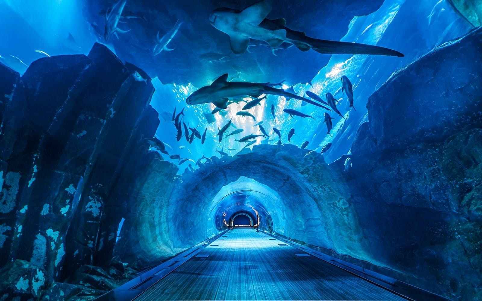 Dubai Aquarium & Underwater Zoo Standard E-ticket only