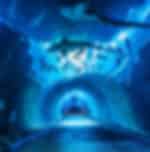 Dubai Aquarium & Underwater Zoo Standard E-ticket only