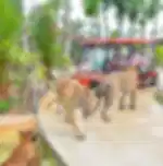 Pattaya-Tiger Park Big Tiger (Entry with Private Transfer) (Over 15 years. 160 cm+) - Enroute