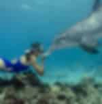 Dolswim - Dolphin & Whale Watching Encounter (Private Basis)