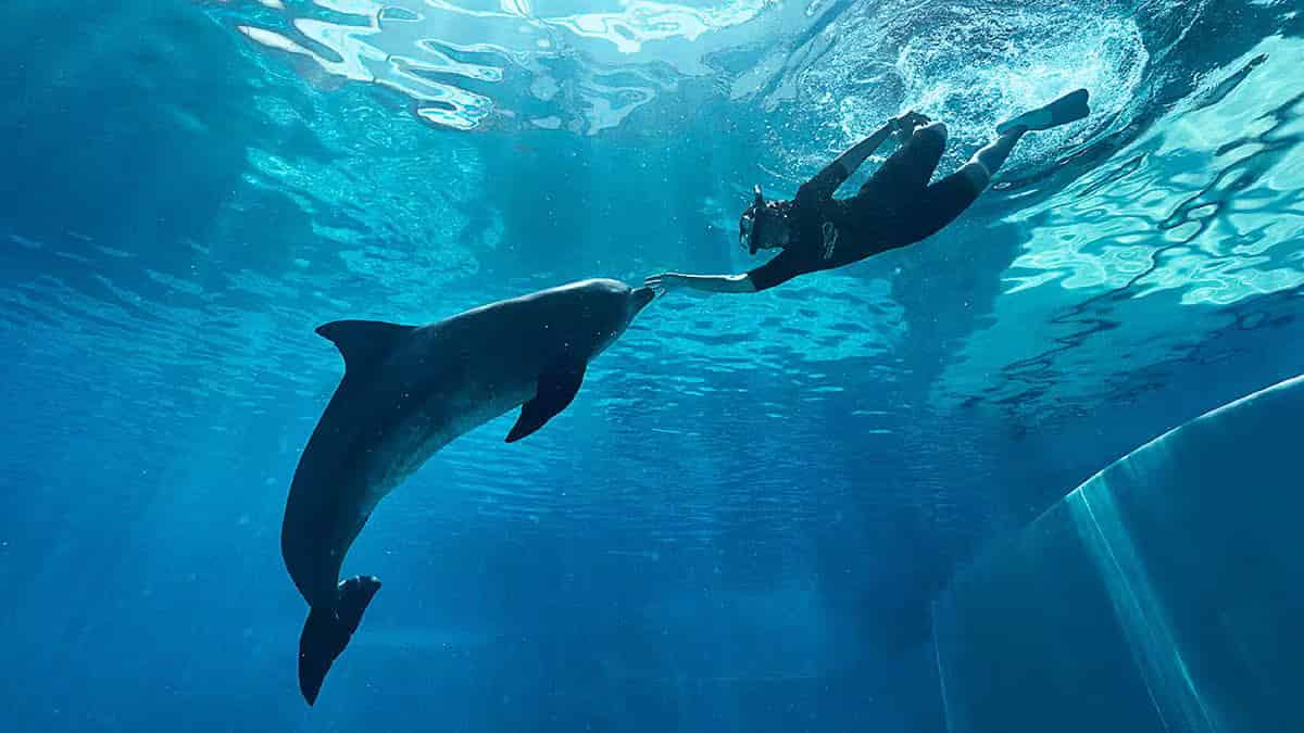 Dolphin Exploration with Singapore Oceanarium with shared transfers