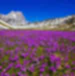 Flavours of Kashmir Pahalgam Day Trip with Saffron Fields and Apple Orchards