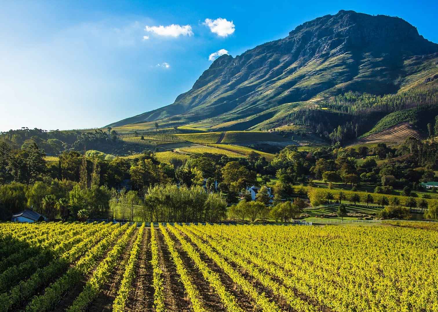 Scheduled - Full Day Winelands Tour