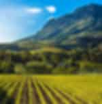Scheduled - Full Day Winelands Tour