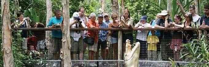 Hartley's Crocodile Adventure Half-Day Tour