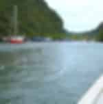 Eagle Watching & Mangrove Forest Tour