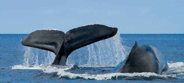 Treat for the eyes and joy for the heart at Kaikoura whale watching tour  - Admissions included