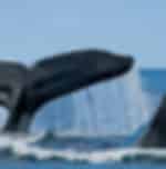 Treat for the eyes and joy for the heart at Kaikoura whale watching tour - Admissions included