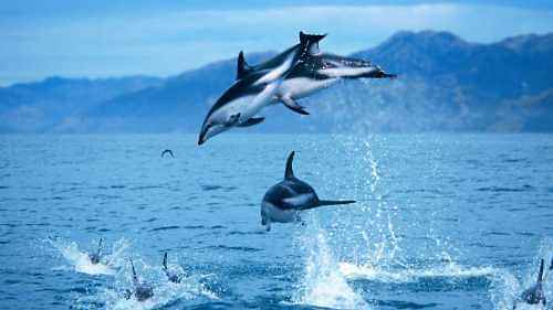 Exciting Kaikoura Whale Watching Tour