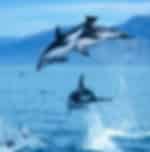 Exciting Kaikoura Whale Watching Tour